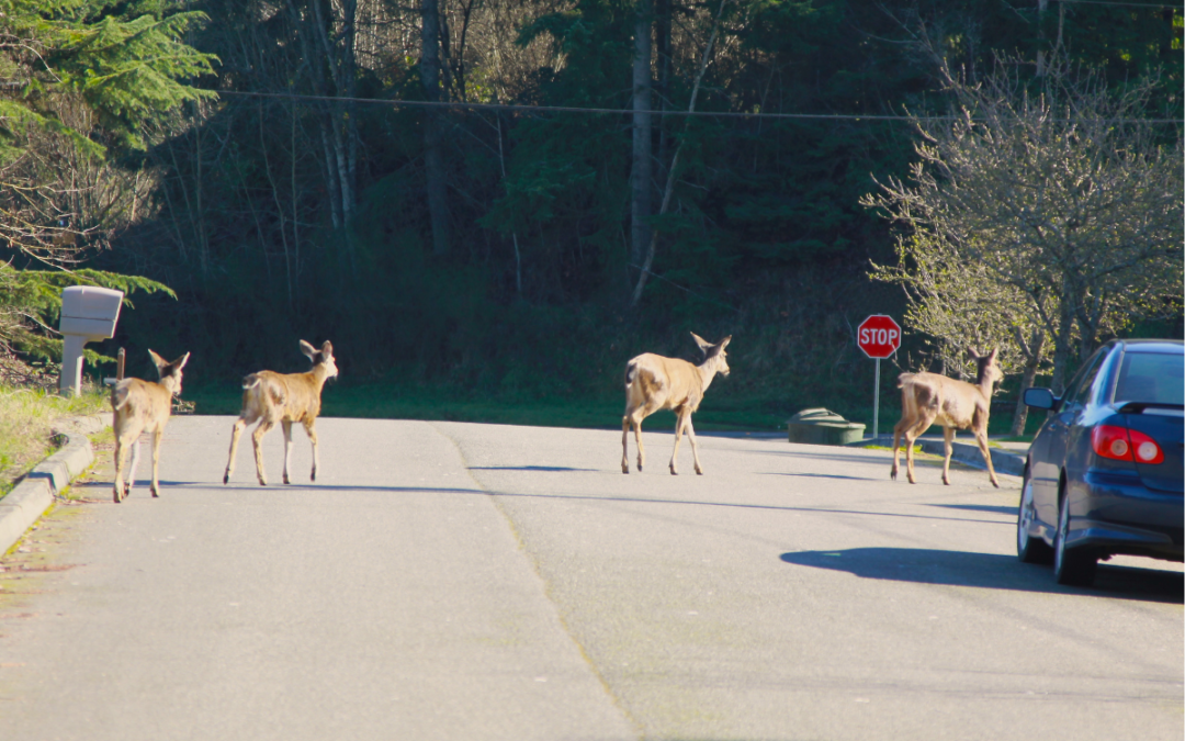 How to Handle Wildlife Encounters and Roadkill Responsibly