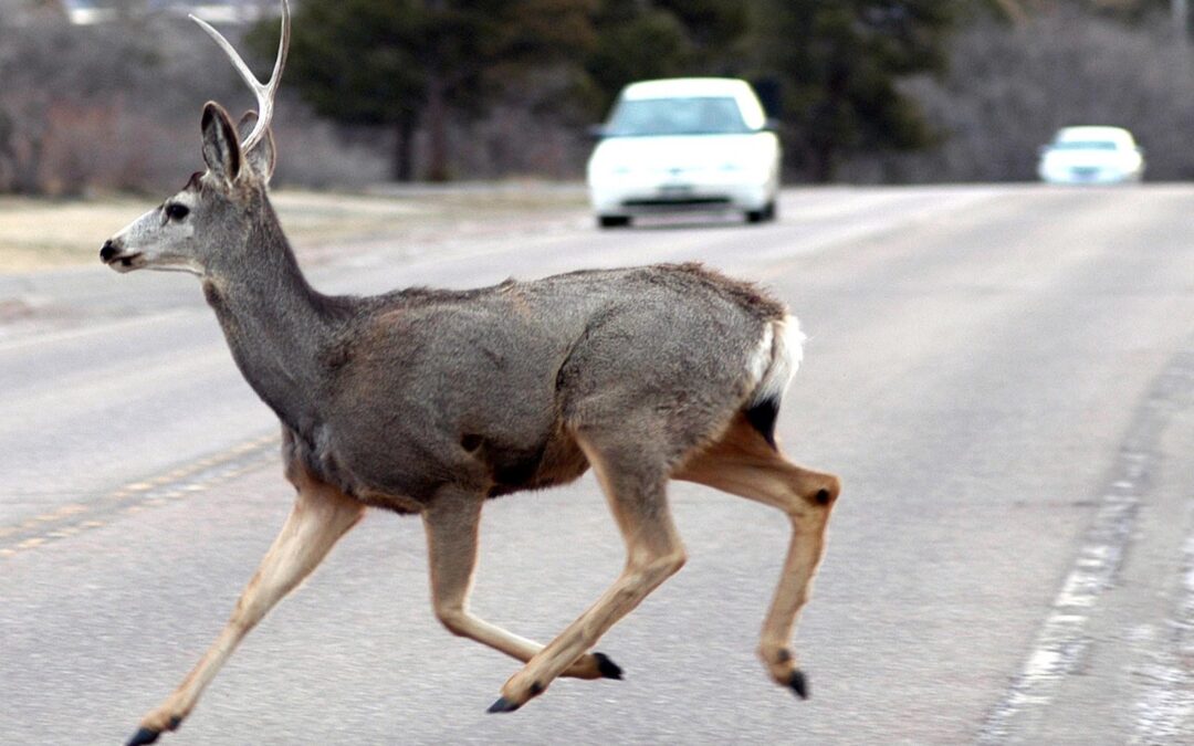 How to Handle Wildlife Encounters and Roadkill Responsibly